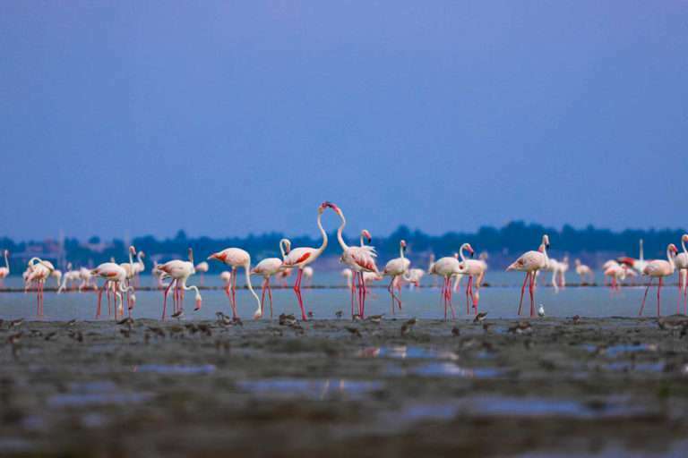 Never to miss these 6 Bird Watching sites in Sri Lanka