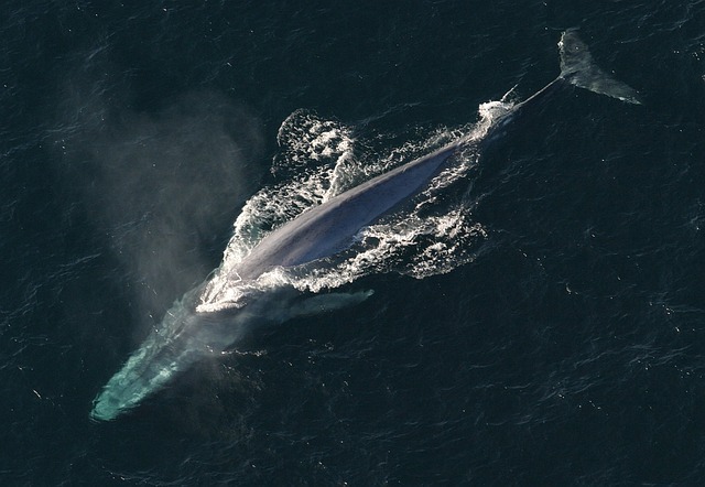 Whale Watching in Sri Lanka