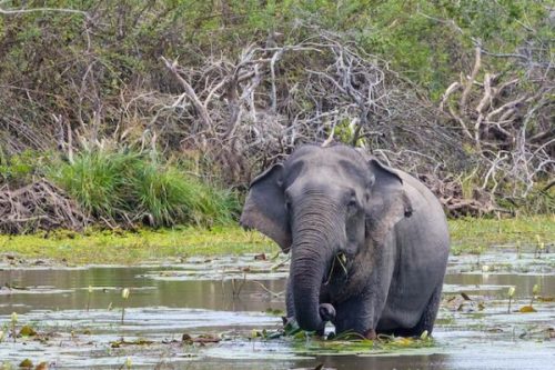 Elephant at Kumana National Park