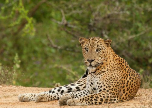 Leopards In Sri Lanka