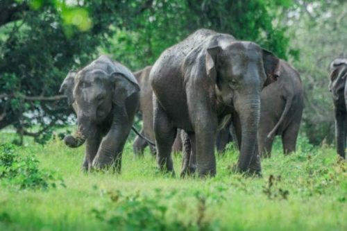 Sri lankan elephants