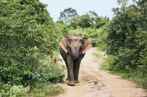 Elephant walking on dirty road. Wildlife animal in Sri Lanka.