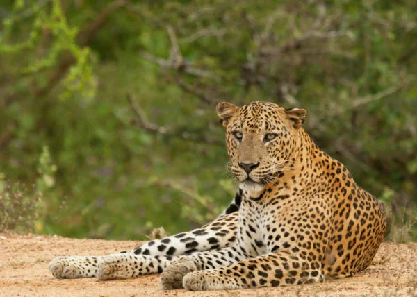 Leopards In Sri Lanka