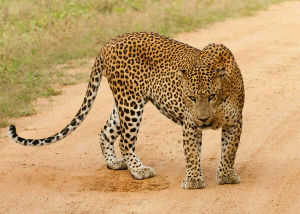 Sri lankan Leopards