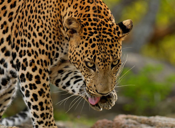 leopards