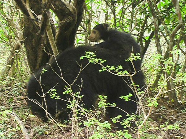 Sri Lankan Sloth Bear