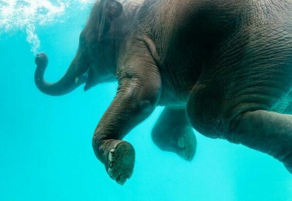 Swimming Elephants of Gal Oya National Park