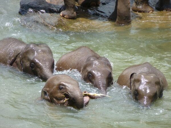 swimming elephants Gal Oya