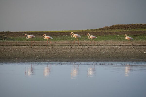 Greater Flamingo 2