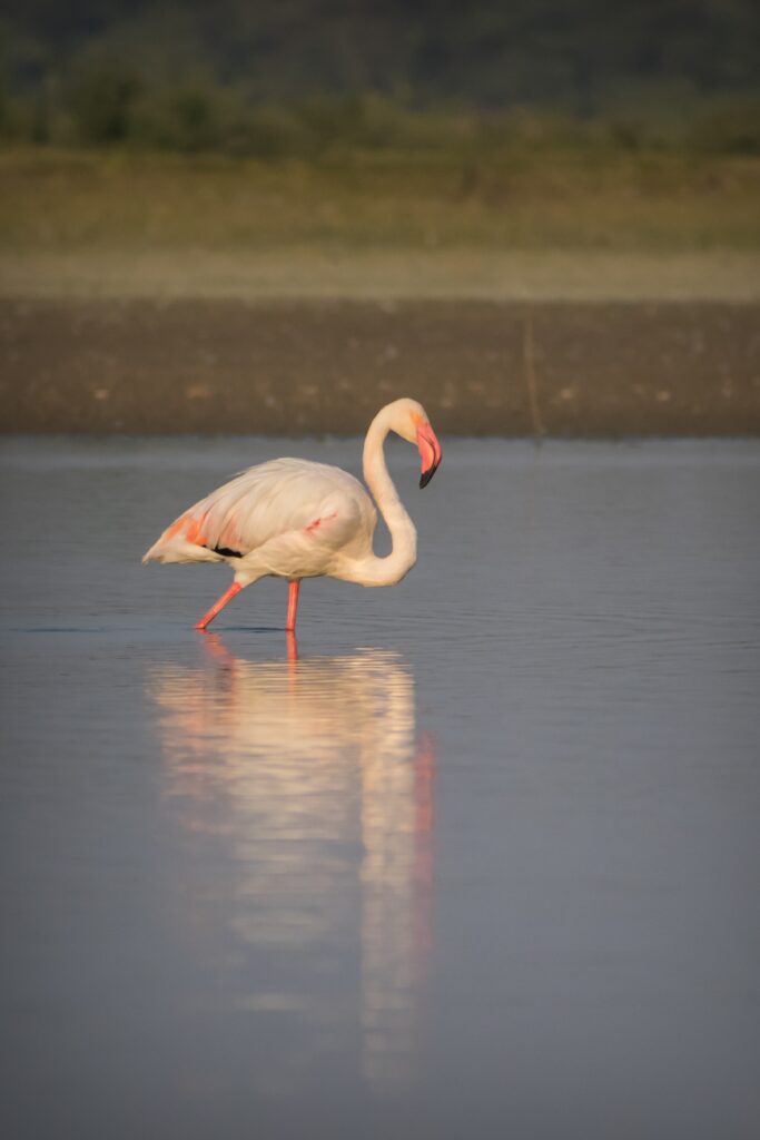 Finding Greater Flamingo’s in Sri Lanka