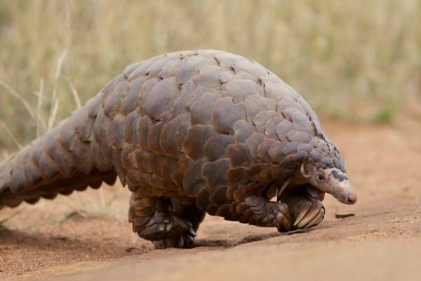 The Fascinating World of the Indian Pangolin