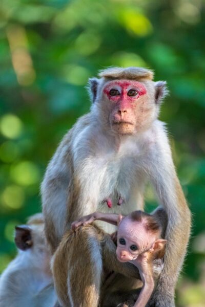 Toque Macaque, Endemic Primate Species found in Sri Lanka