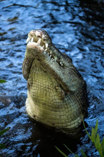 Crocodiles in Sri Lanka