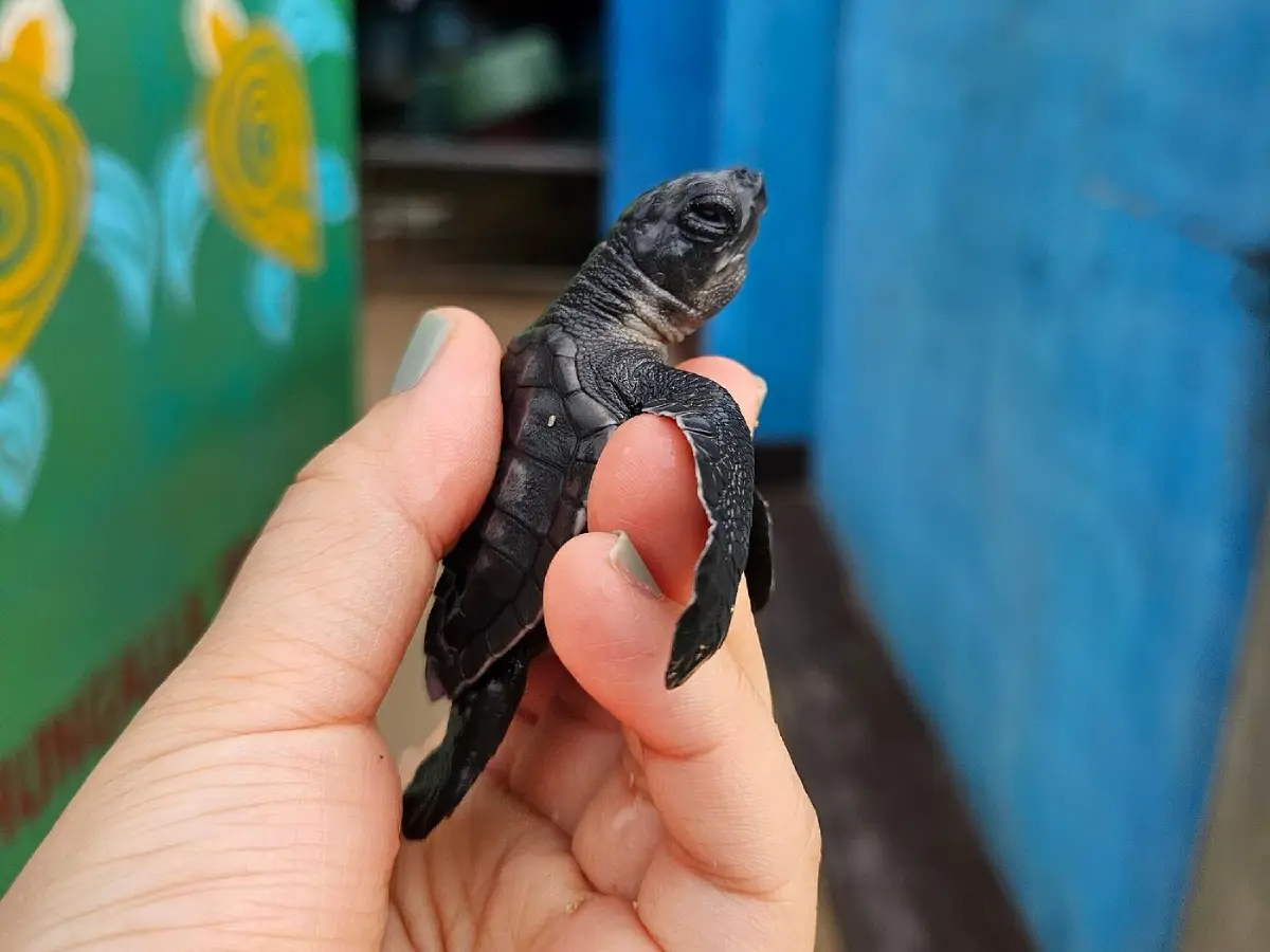 Kosgoda Turtle Hatchery