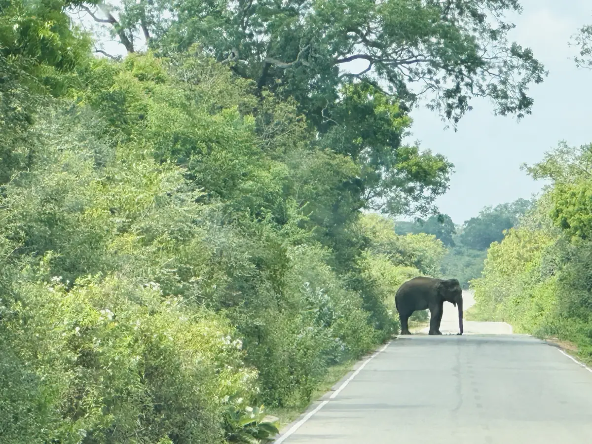 Yala National Park — Beautiful Sri Lanka tour