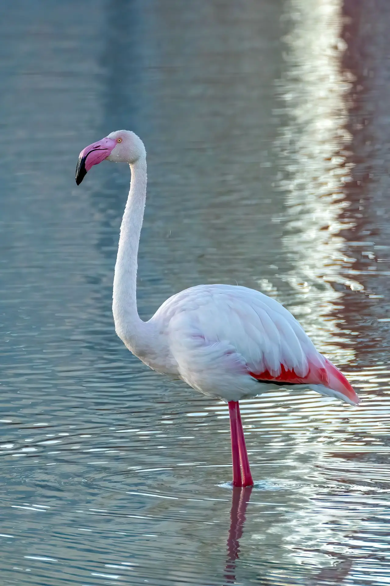 Finding Greater Flamingos in Sri Lanka