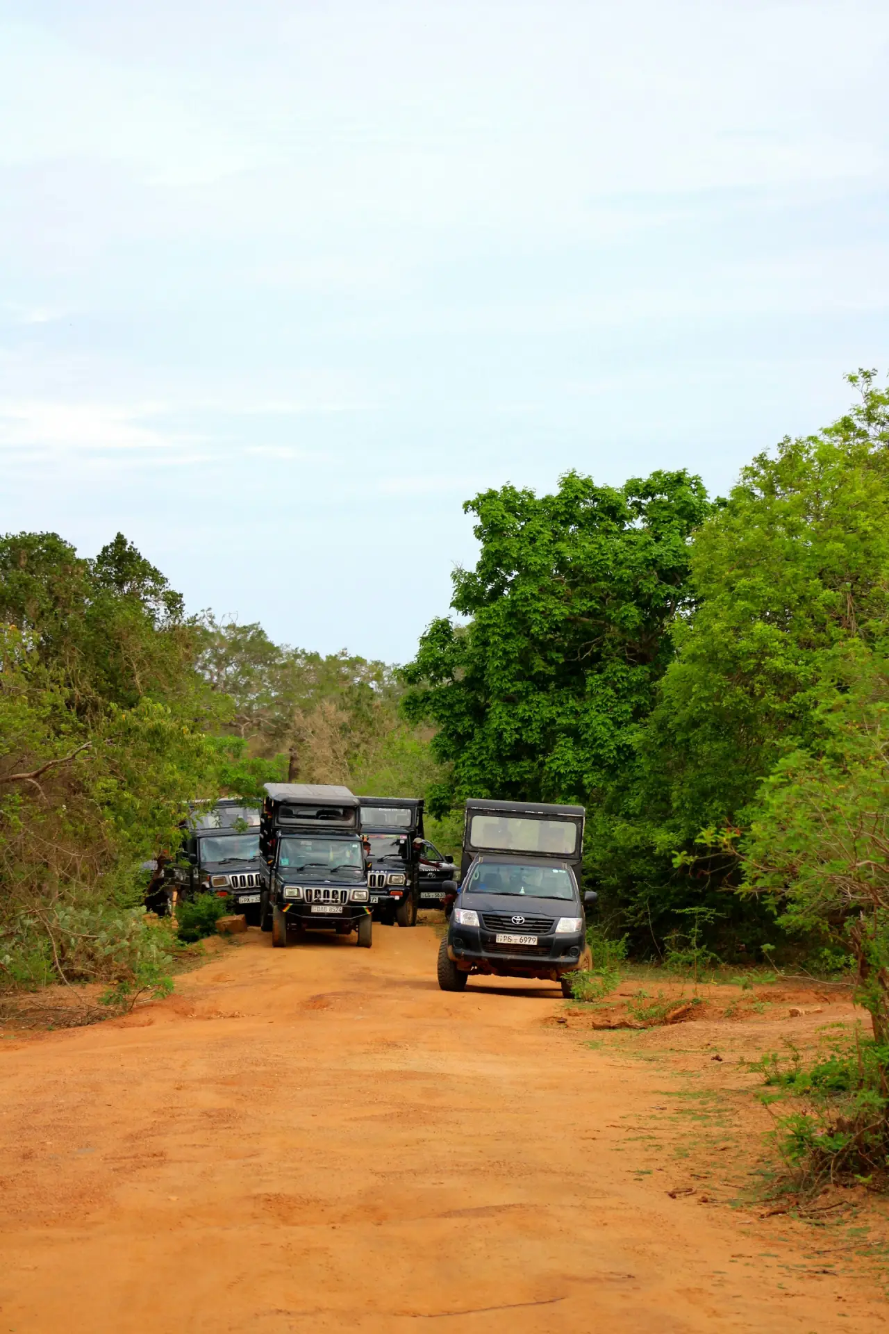 Ultimate guide to safari in Sri Lanka