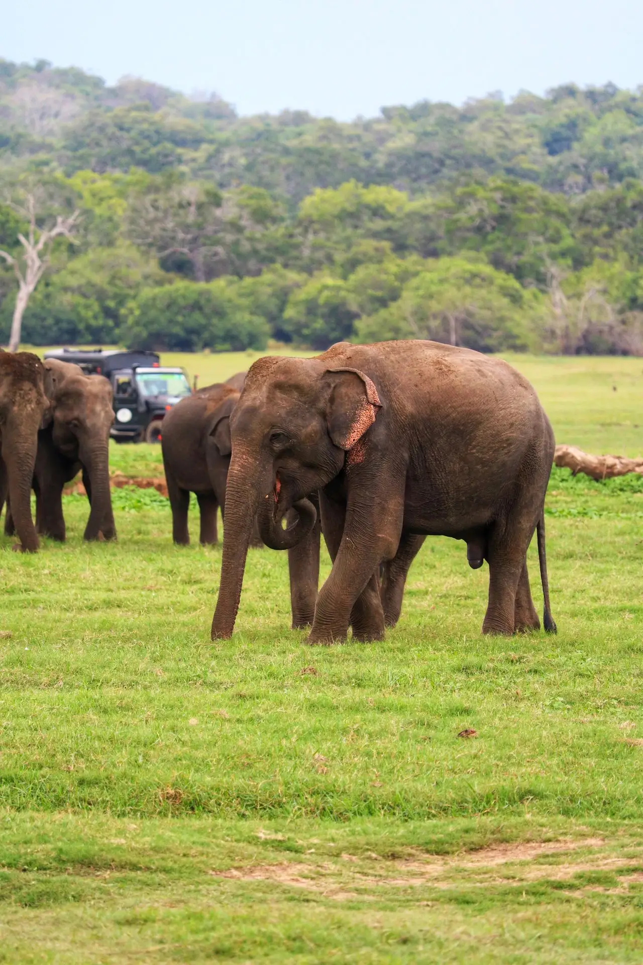 All you need to know about Sri Lankan elephants