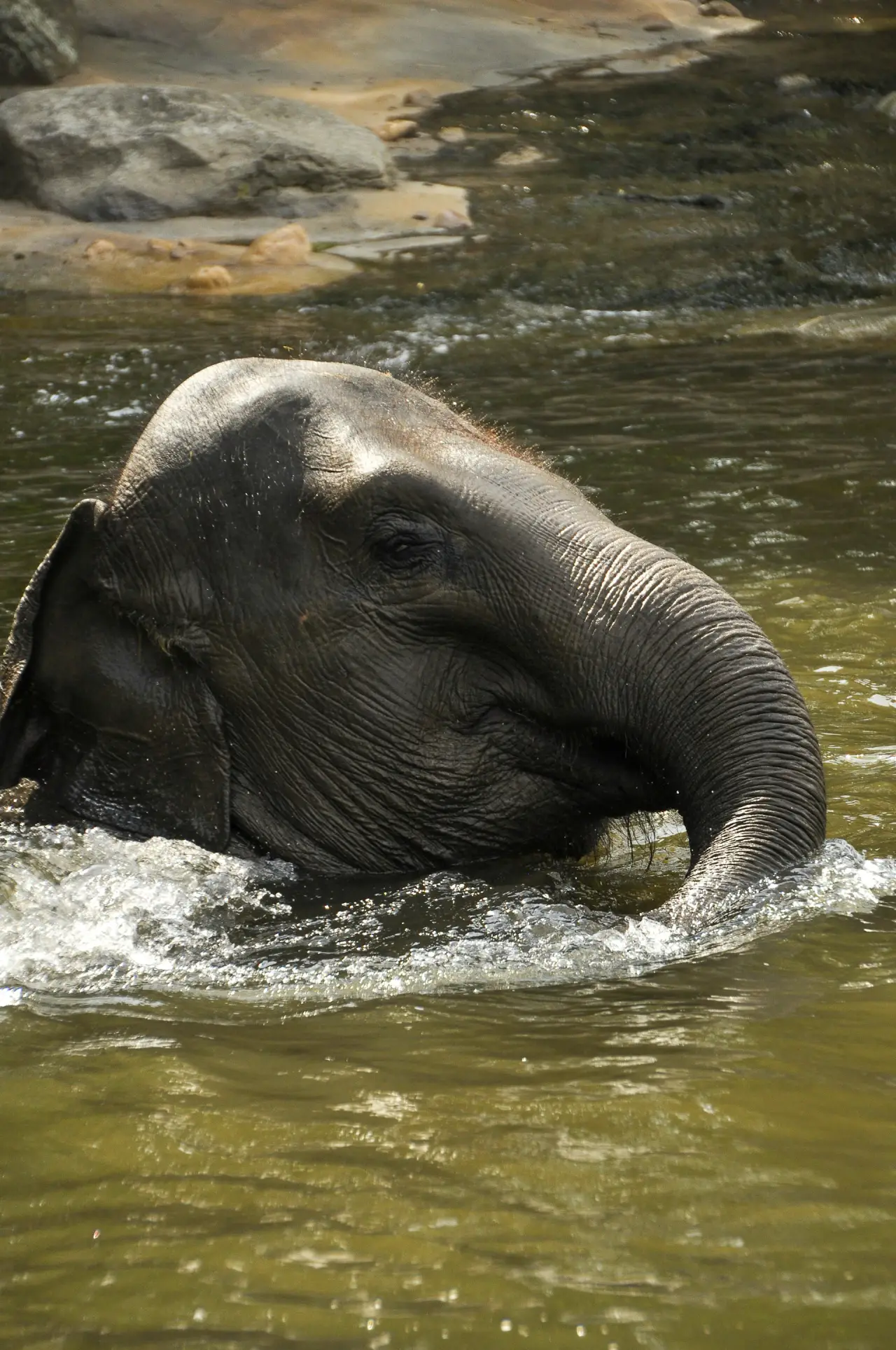 Swimming elephants of Gal Oya National Park