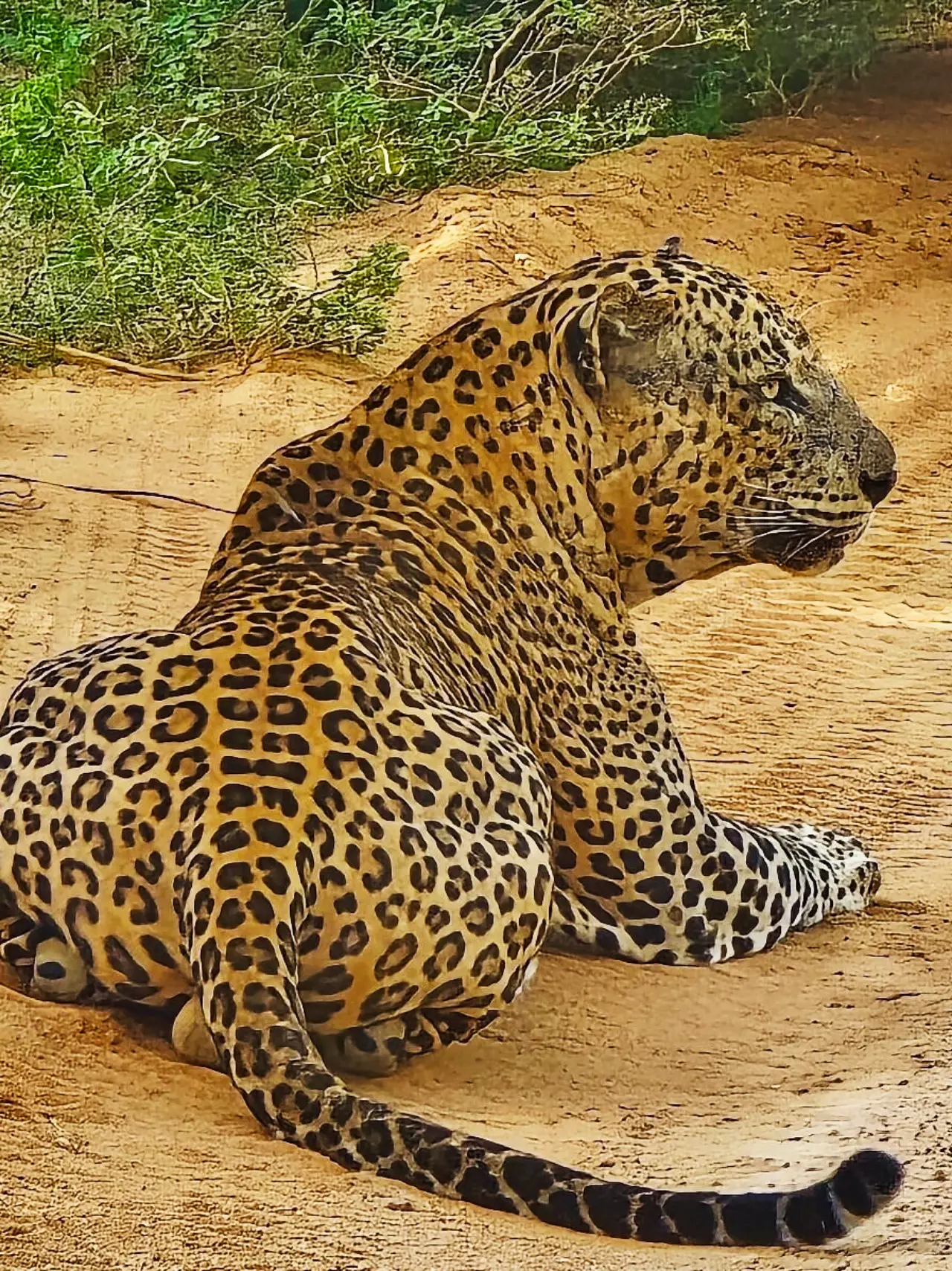 Leopard spotted on a safari in Yala National Park, Sri Lanka