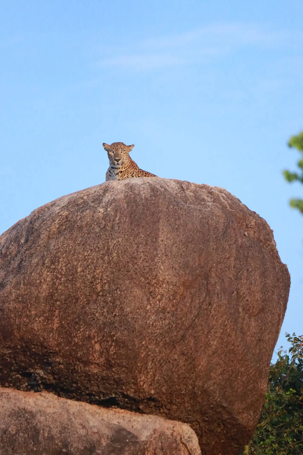 How to book tickets to national parks in Sri Lanka online