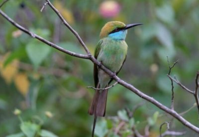 Green Bee eater in Sri Lanka