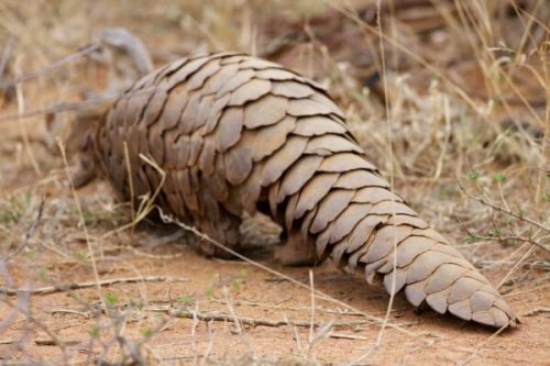 Pangolin