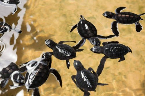 Newborn turtles in water, seaturtles Sri Lanka. Seaturtle baby, indian ocean Ceylon