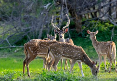 Wild Spotted deer Wild Spotted deer in Yala National park, Sri Lanka